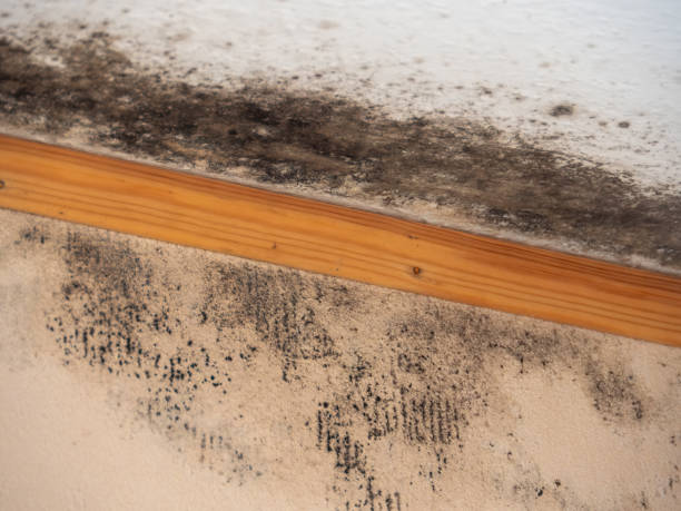 Best Crawl Space Mold Remediation  in Danielson, CT
