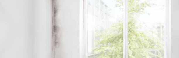 Best Attic Mold Removal  in Danielson, CT