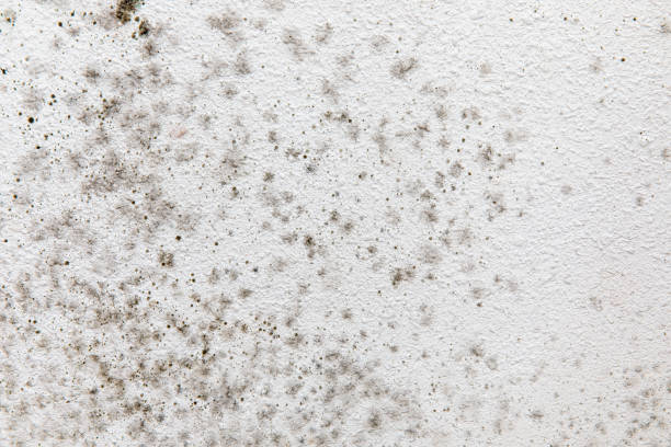 Best Indoor Air Quality Assessment  in Danielson, CT