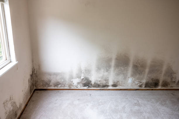 Best HVAC Mold Inspection and Cleaning  in Danielson, CT