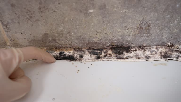 Trusted Danielson, CT Mold Removal Experts