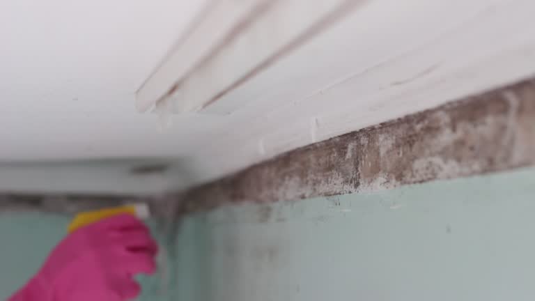 Best Biohazard Mold Removal  in Danielson, CT